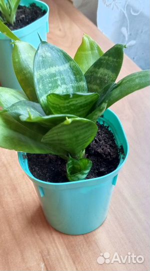 Сансевиерия