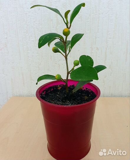 Фикусы три вида