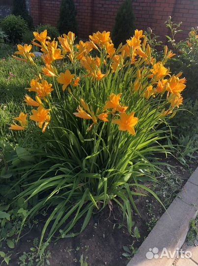 Лилейник, уличные цветы