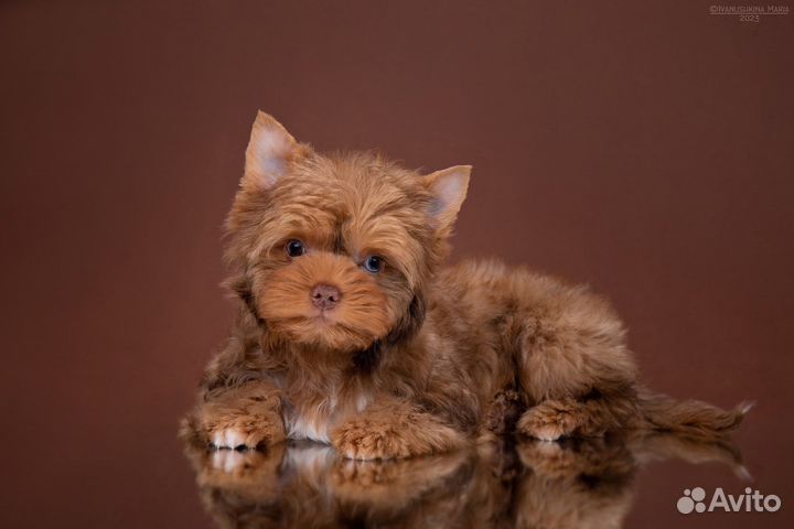 Перчик (Мальчик) голубоглазый, окрас тигренока