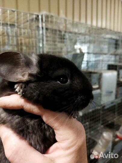 Ферма Шиншилл