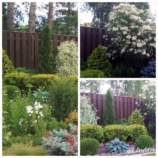 Пион Марьин корень