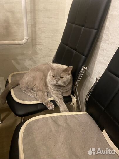 Отдам в добрые руки