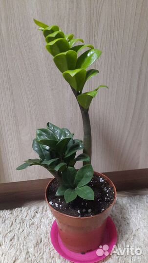 Замиокулькас зензи