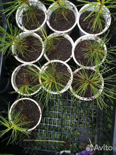 Саженцы кедр сибирский