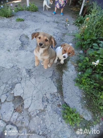 Собаки бесплатно