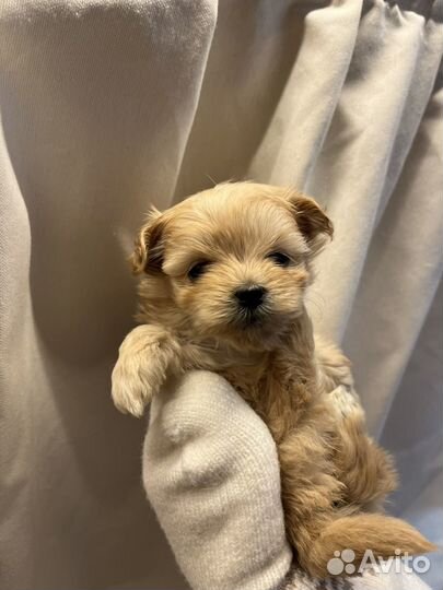 Мальтипу f1 микро