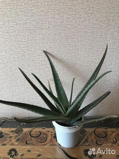 Суккуленты/алое