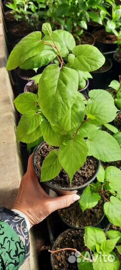 Актинидия коломикта