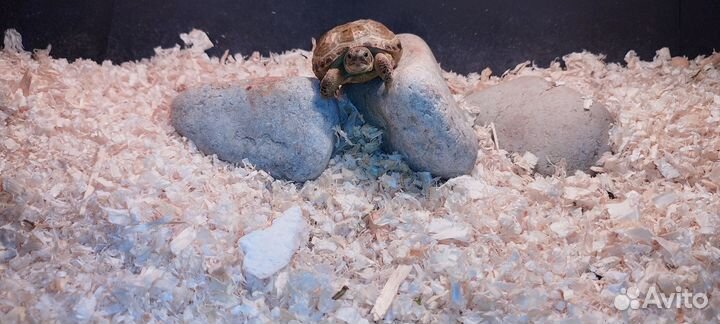 Ниндзя черепашки