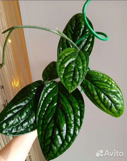 Эпипремнум Марбл planet