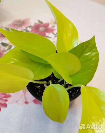 Сциндапсусы. Фикус. Монстера