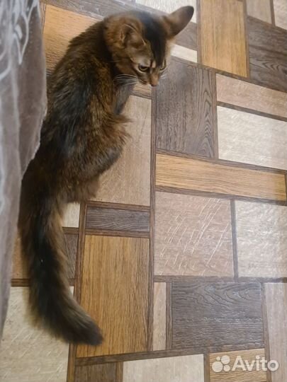 Сомалийская кошка