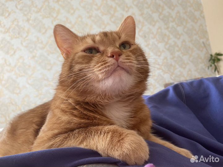 Кот, помесь Британец и обычный Рыжик