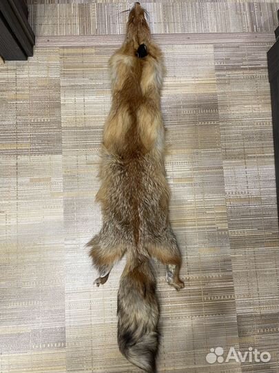 Шкура лисы
