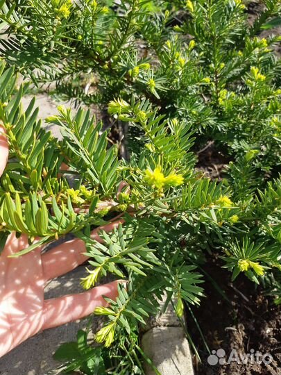 Тис ягодный, хвойники