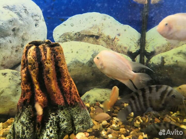 Аквариум