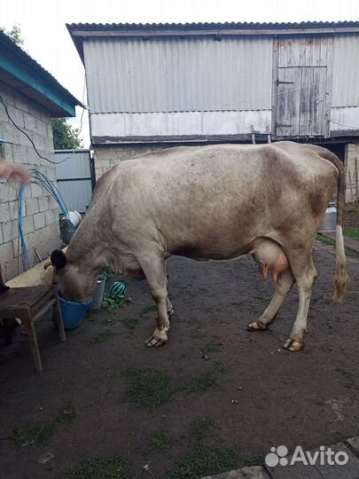 Корова стельная дойная