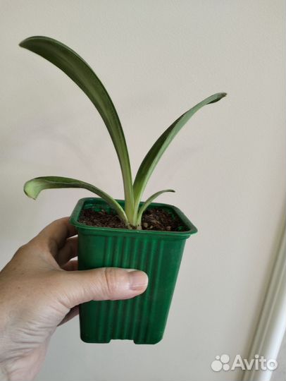 Гемантус белоцветковый