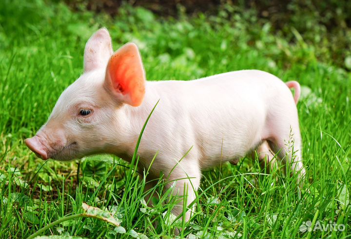 Домашние поросята