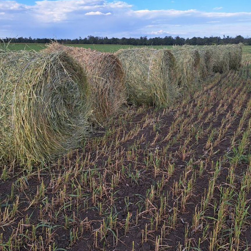 Сено суданки в рулонах