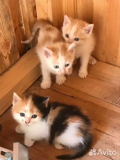 Котята в добрые руки
