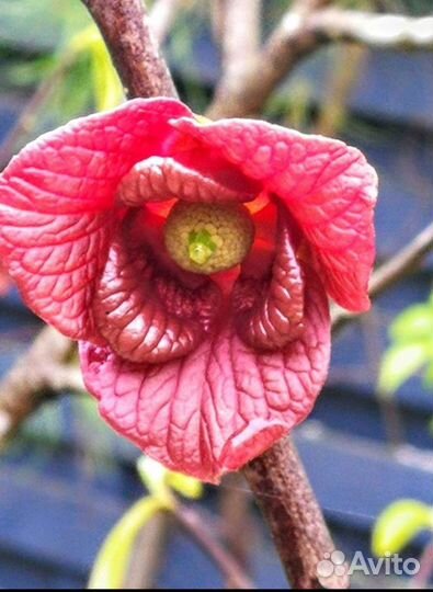 Саженцы Азимина (Пау Пау или банановое дерево)