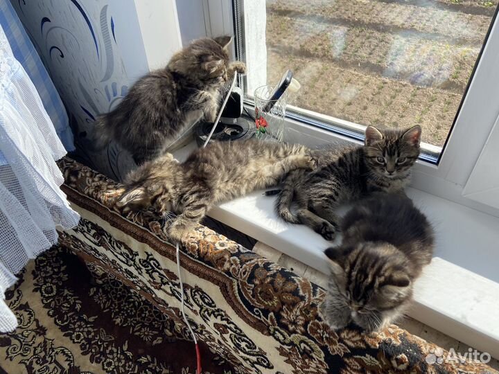 Отдам бесплатно котят обычные, мать крысыловко
