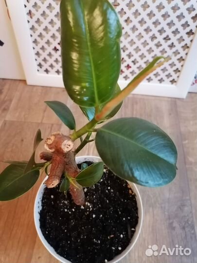 Фикус каучуконосный