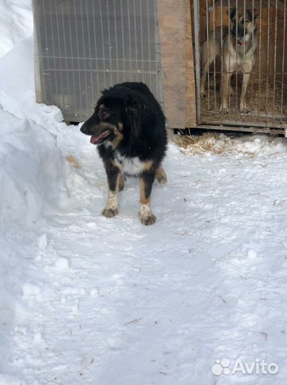 Собака в добрые руки, в дар красивый метис овчарки