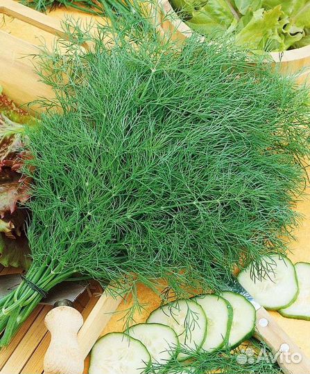 Свежая мята пучками, мелисса, укроп