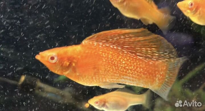 Продам аквариумных рыб