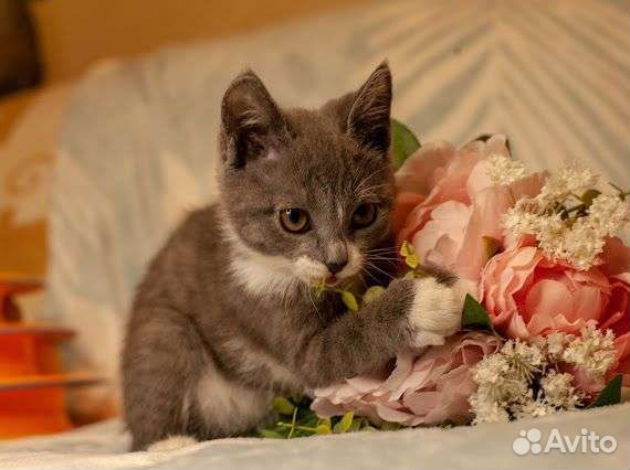 Ася и Бетти метисы русской голубой кошки