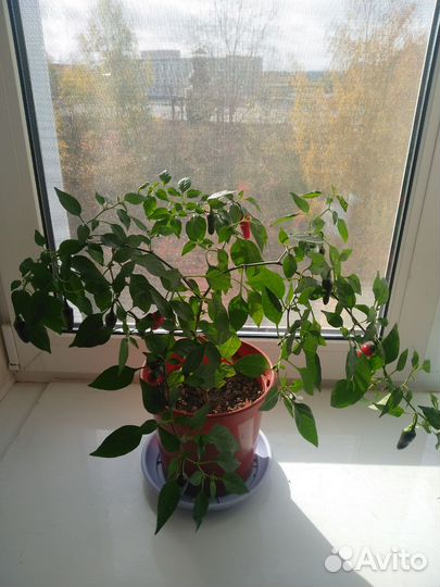 Перец кустарниковый комнатный