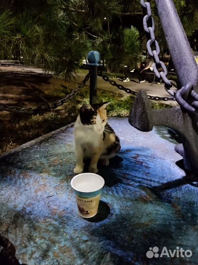 Кошечка трёхцветная