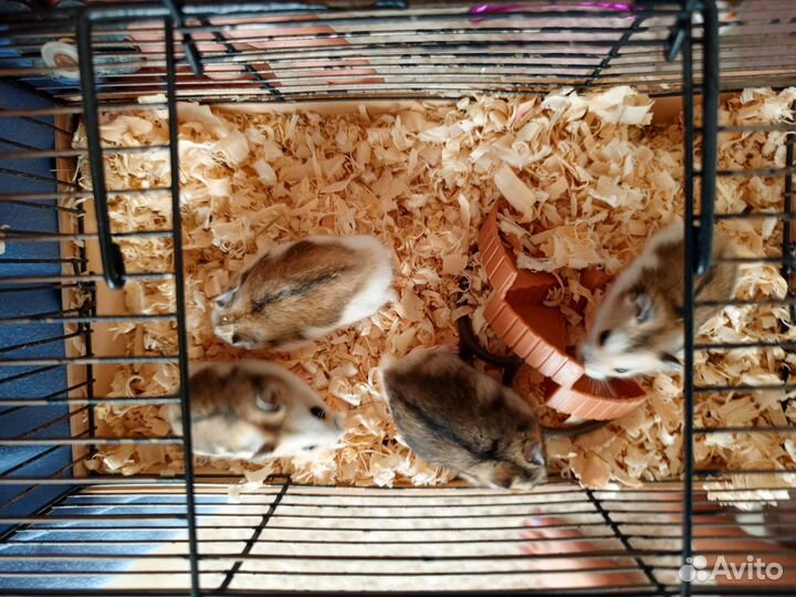 Джунгарский хомяк маленький