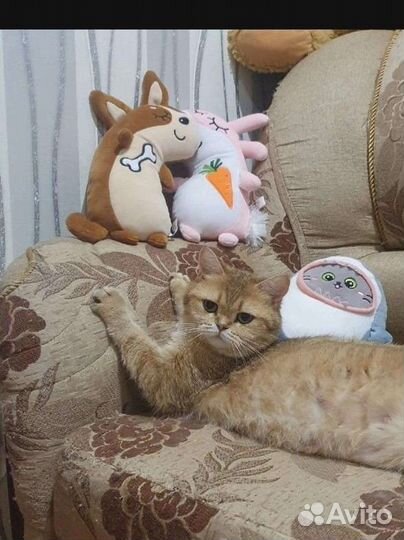 Отдам кошку в добрые руки