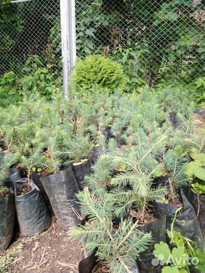 Ель голубая колючая Мисти Блю