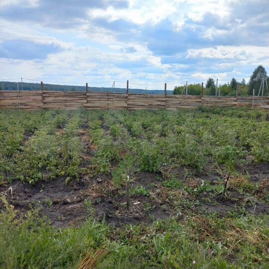 Участок 11 сот. (ИЖС)