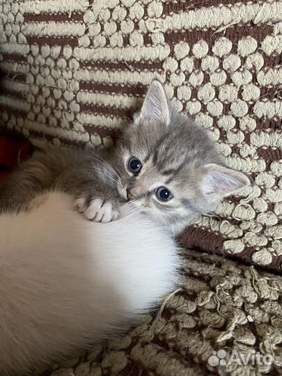 Три котенка