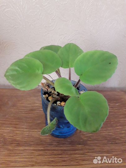 Фиалка в горшках