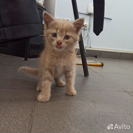 Рыжий котенок в добрые руки бесплатно