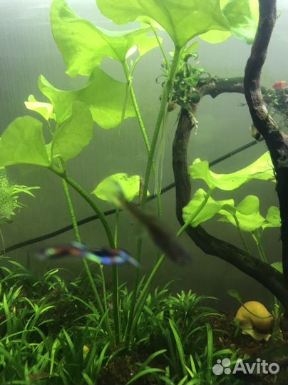 Аквариумные растения прополка