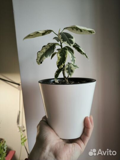 Фикус Рубигиноза