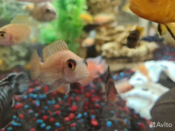 Рыбки цихлиды малавийские