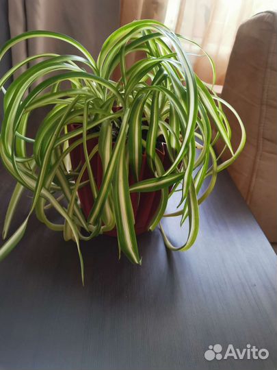 Хлорофитум кучерявый