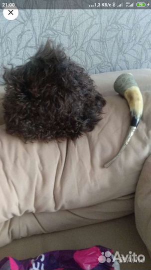 Шапка- папаха и рог Кавказский