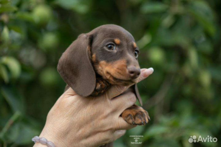 Мальчики мини. РКФ