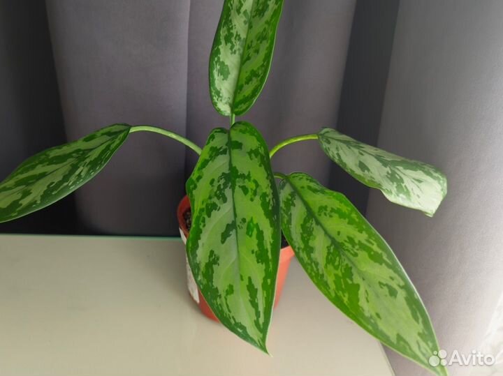 Аглаонема Сильвер квин