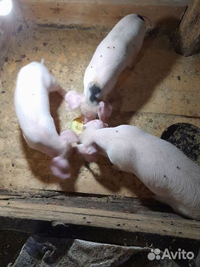 Поросята